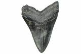 Fossil Megalodon Tooth - South Carolina #236282-2